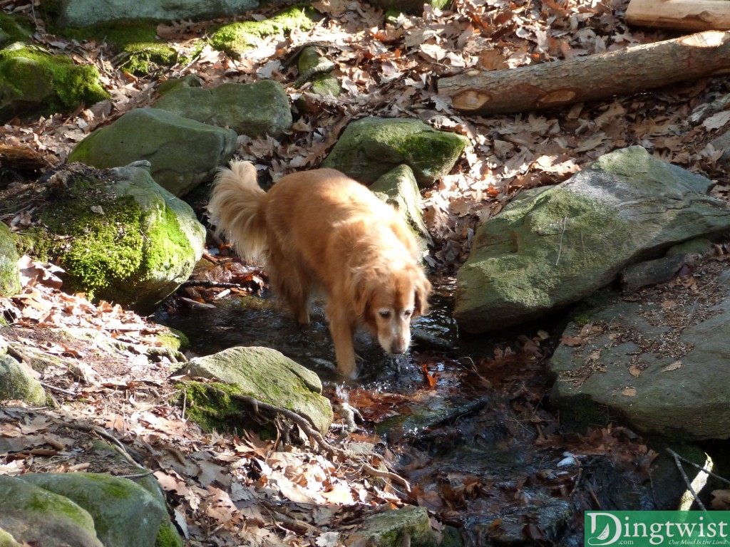 Buddy, enjoying a refreshing beverage.