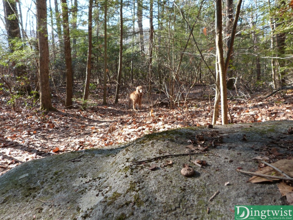 At the time this was taken, Buddy didn't see me hiding behind the boulder, and was scanning the area trying to locate me.