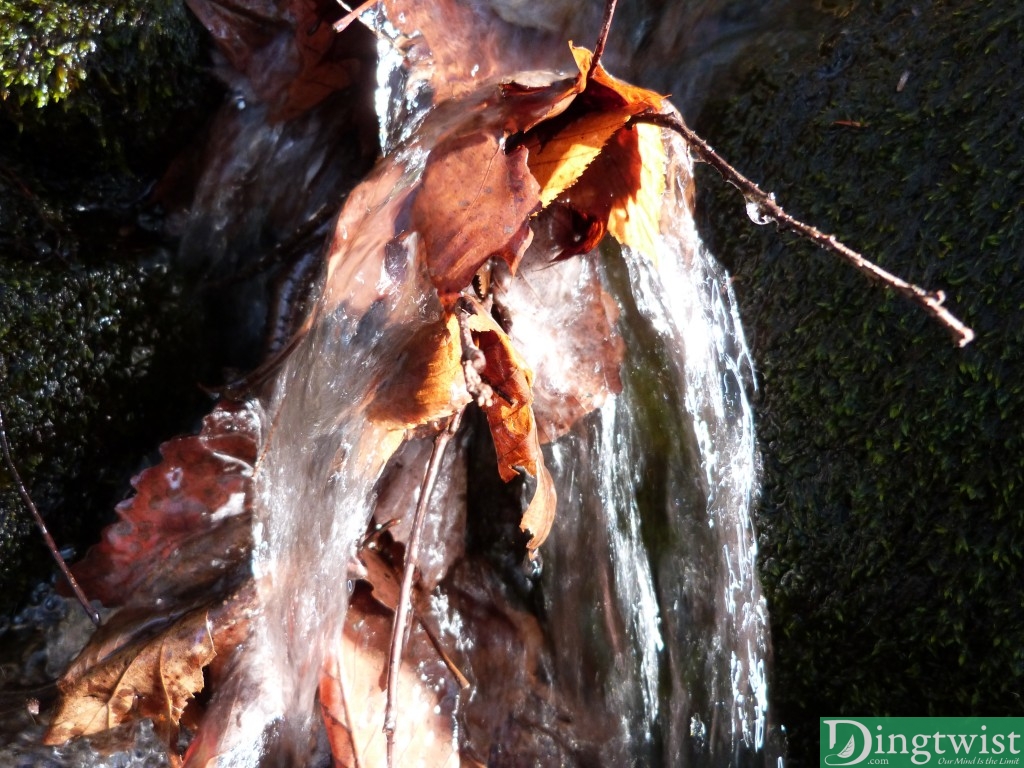 Some leaves taking a shower.