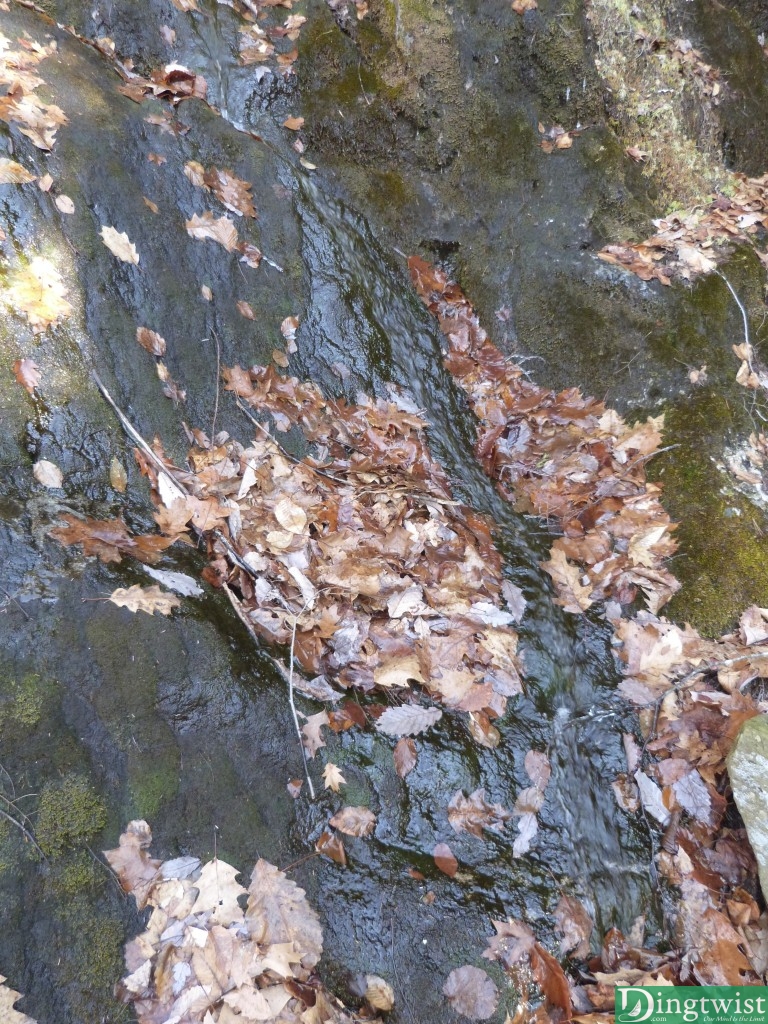 A brook passing through fallen leaves.