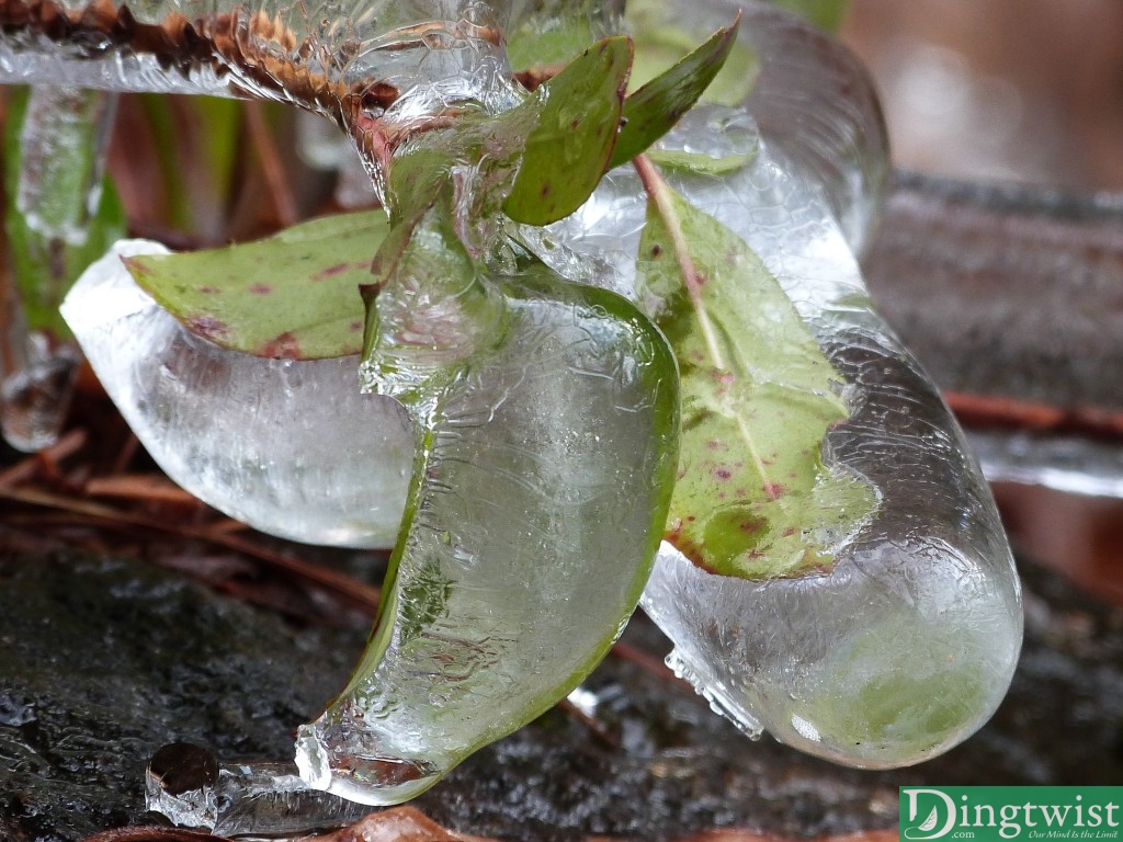 Frozen Leaves