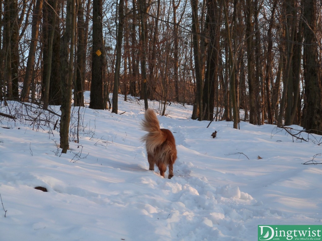 Buddy leading the way