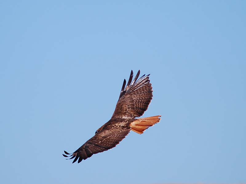 Hawk flying away