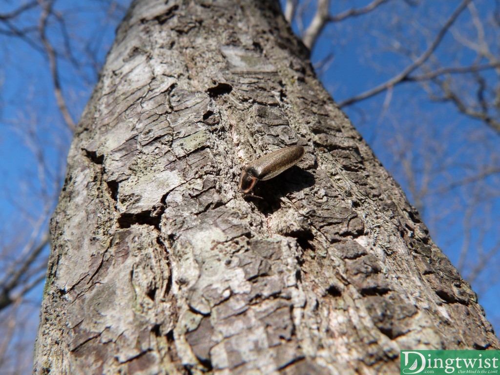 Do you see all the different colors in this insect's shell? There's unbelievable beauty in even the smallest things. He was just hangin out there getting some sun. (actually you'll probably have to click on the full-size image and zoom in to really see the colors)