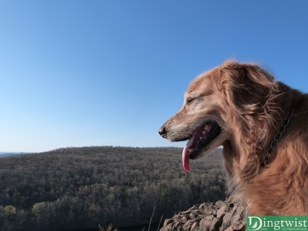 Buddy enjoying the view of Crescent Lake.