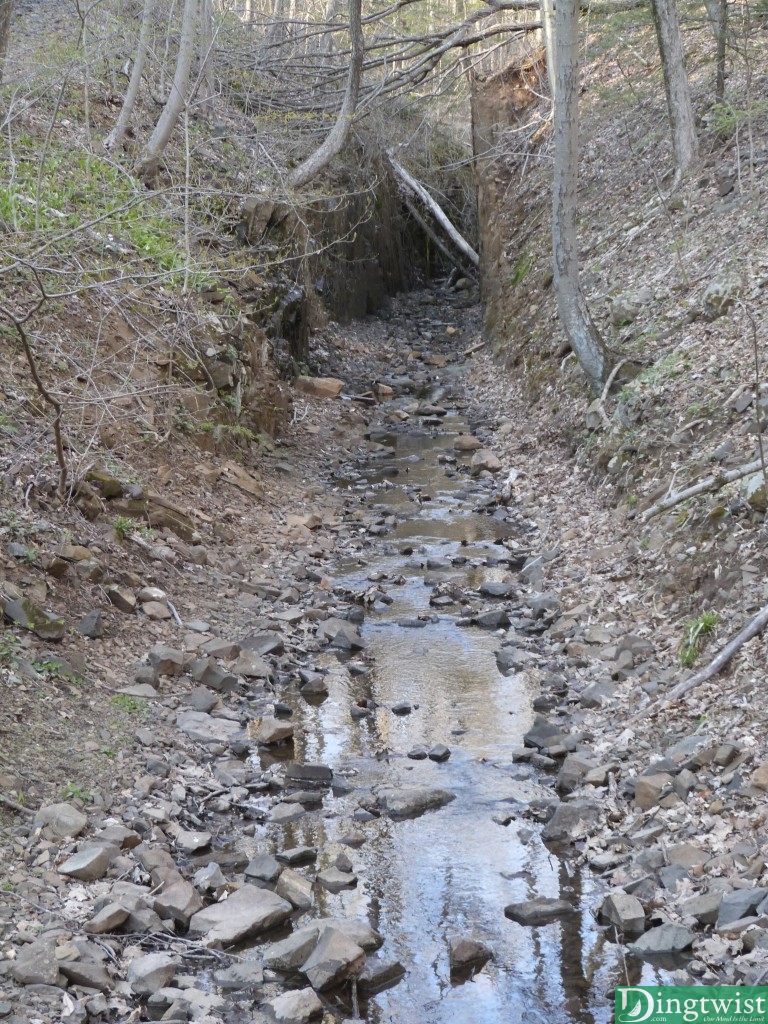 A little flowing creek where the dogs can quench their thirst after the hike.