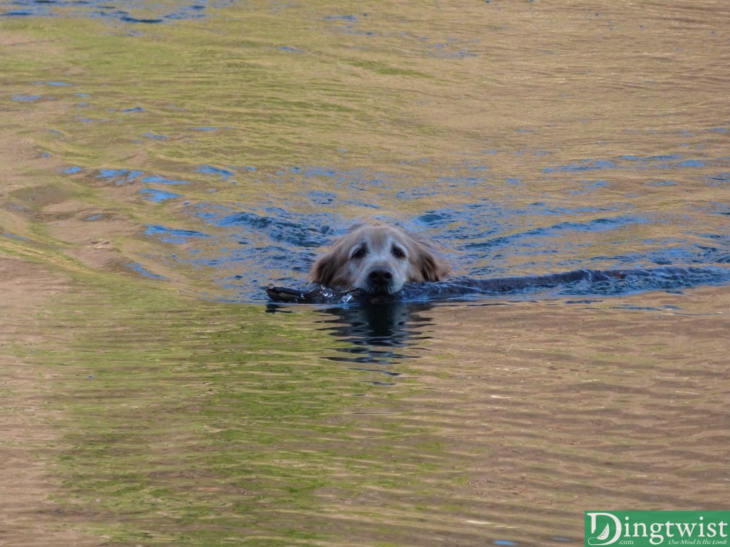 Buddy fetching a stick I threw.