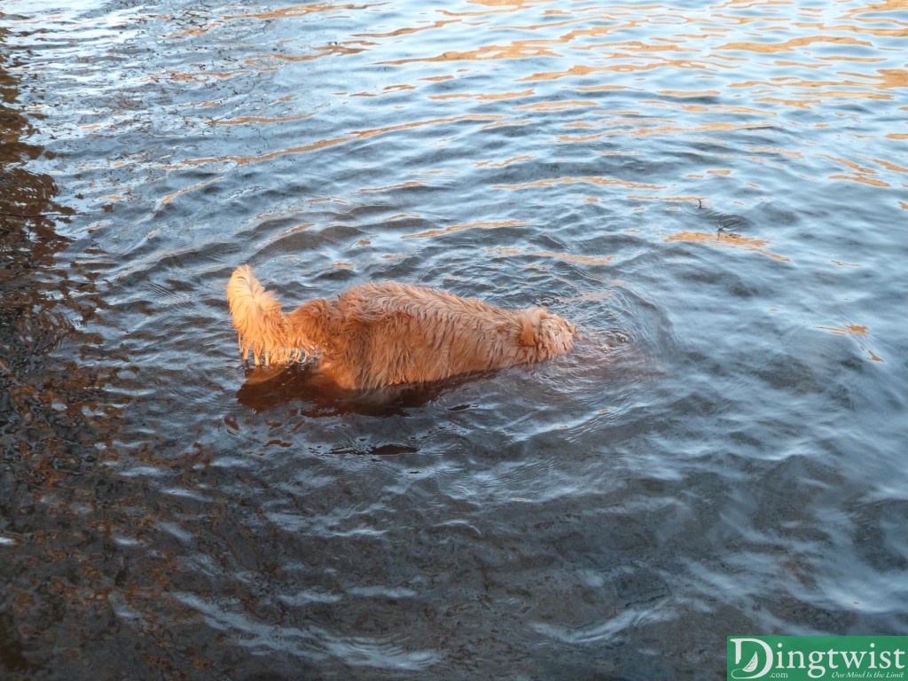 Buddy likes sticks, and Rigs hilariously dives for rocks and makes little piles on shore.