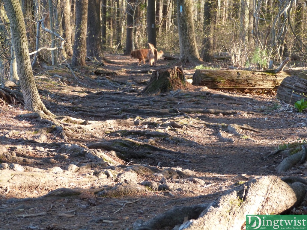 Roots on the pine needle path next to the lake.