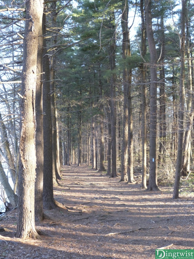 I love the row of pines and the pine needle pathway at the end of this hike.