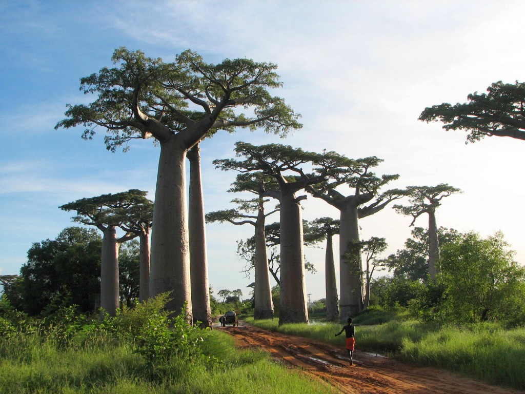 baobabs hold a ton of water