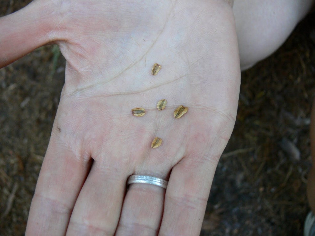 little sequoia seeds grow into giants