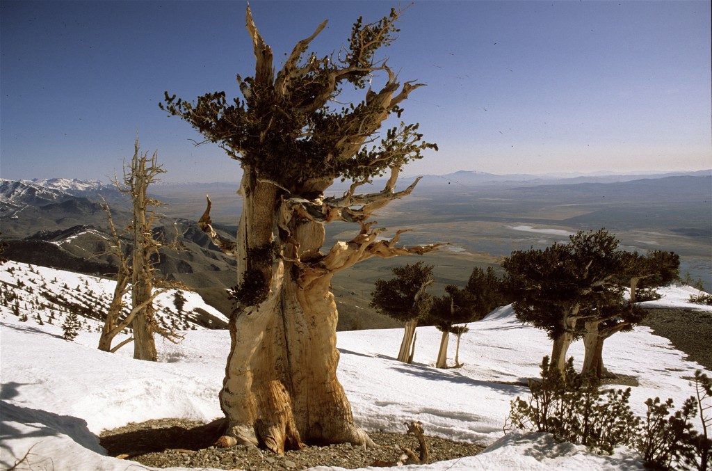 the amazing bristlecone pine in the snow