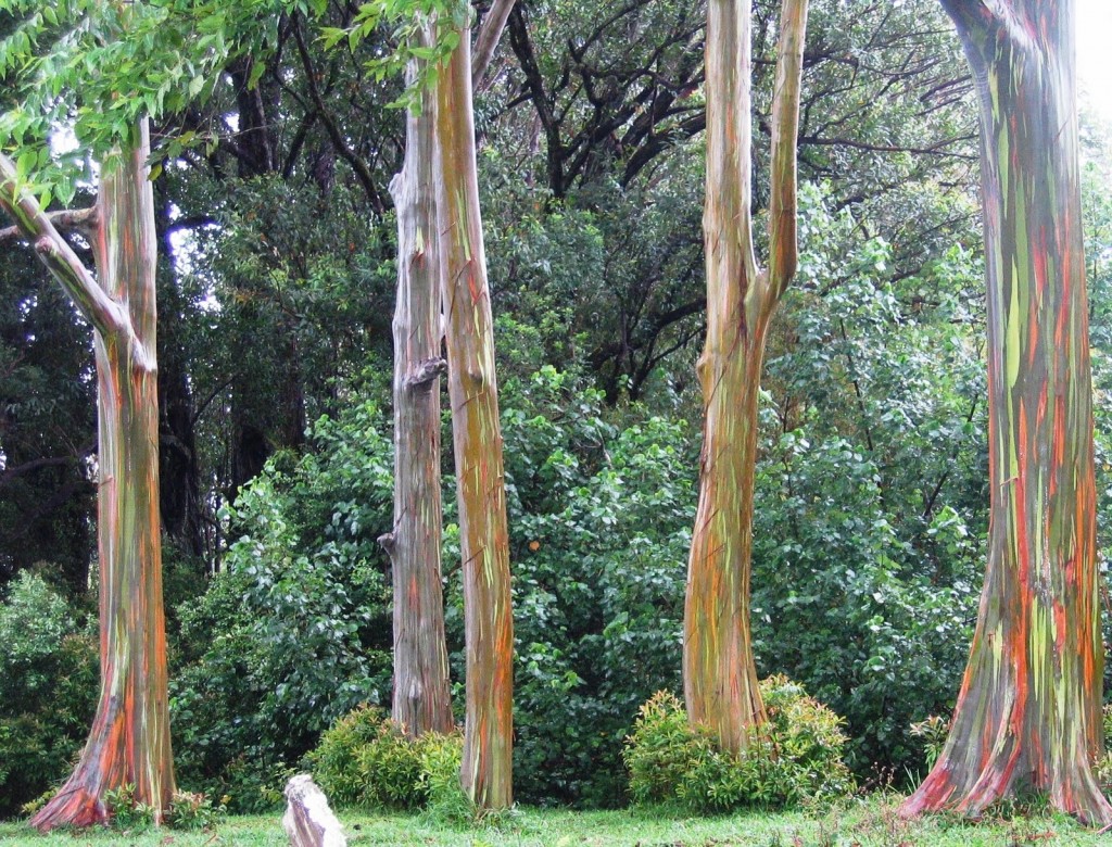 the amazing rainbow eucalyptus!