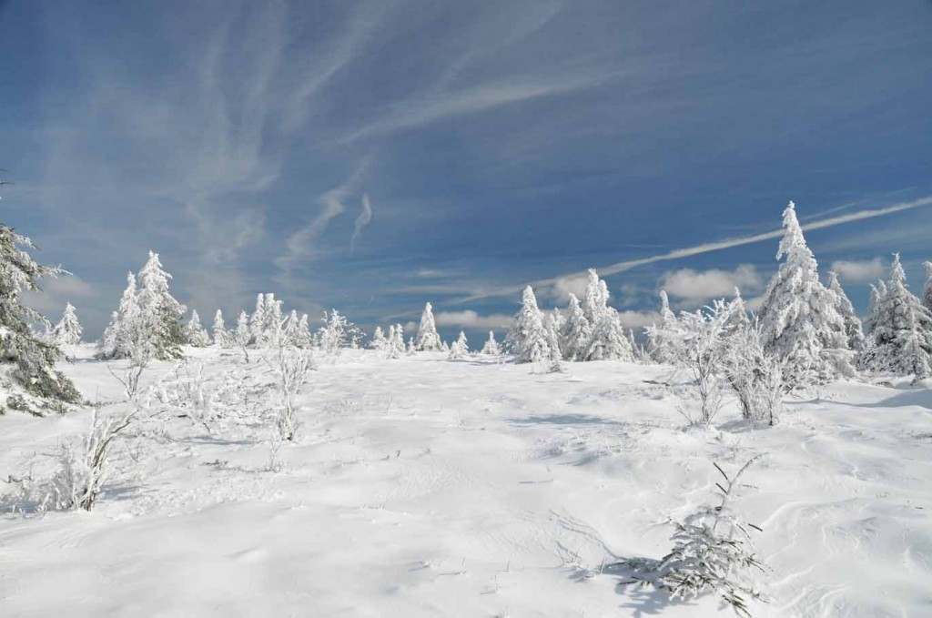 awesome frozen trees