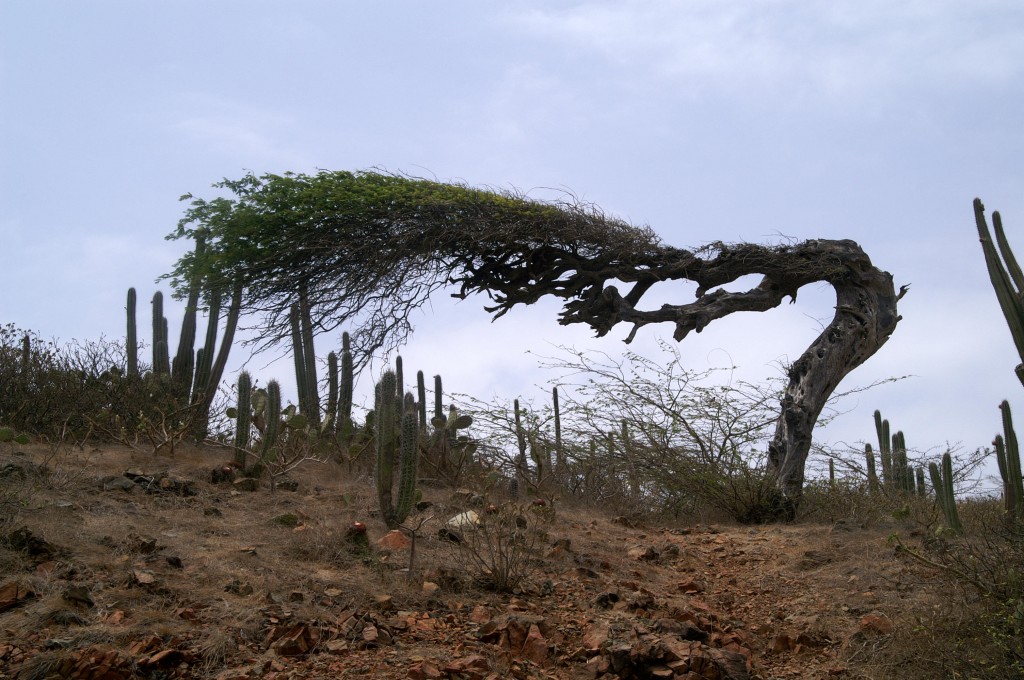 the amazing divi-divi tree