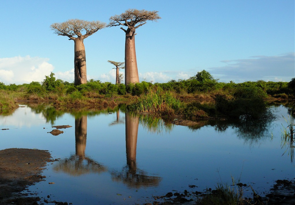 the baobab tree