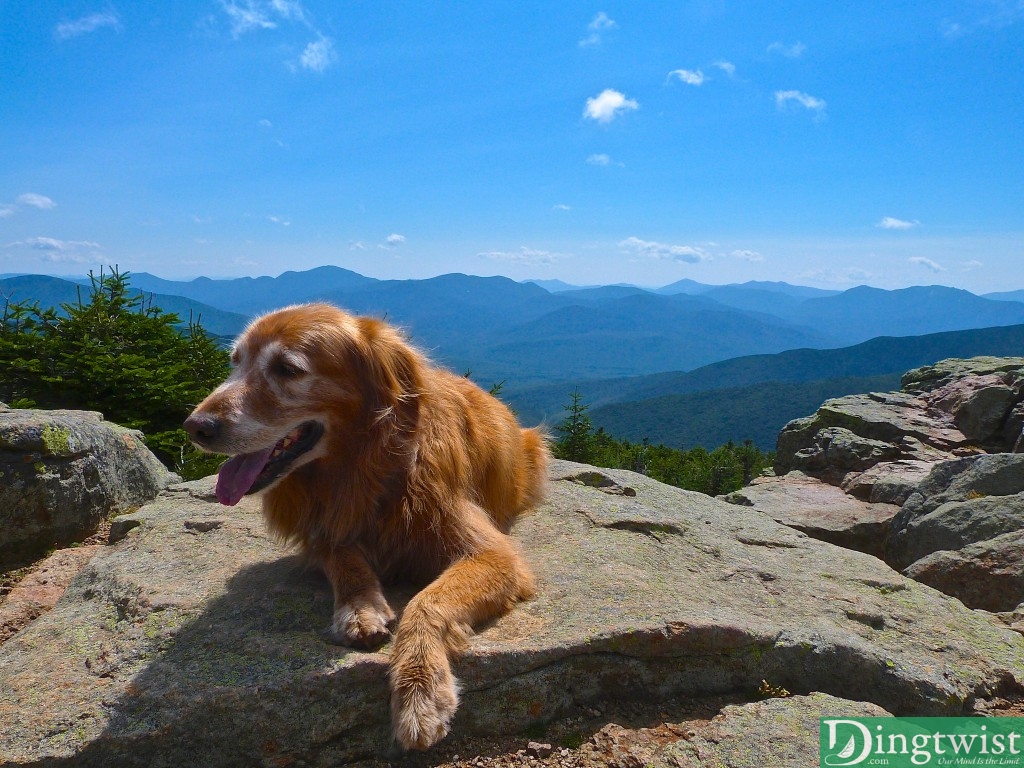 Buddy taking a break.