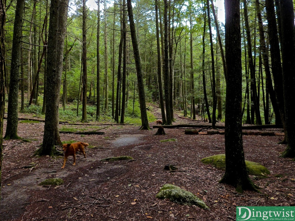 The wet forest with ancient trees.