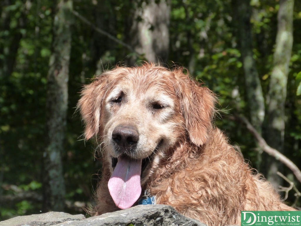 Rigs, face still wet from rock diving, hanging out at the scenic overlook.