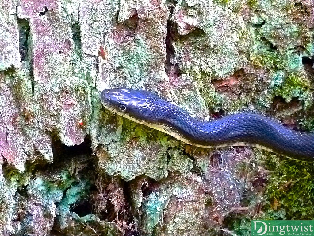 A snake at the base of a tree. I don't care to find out what kind, but if you know, comment below.