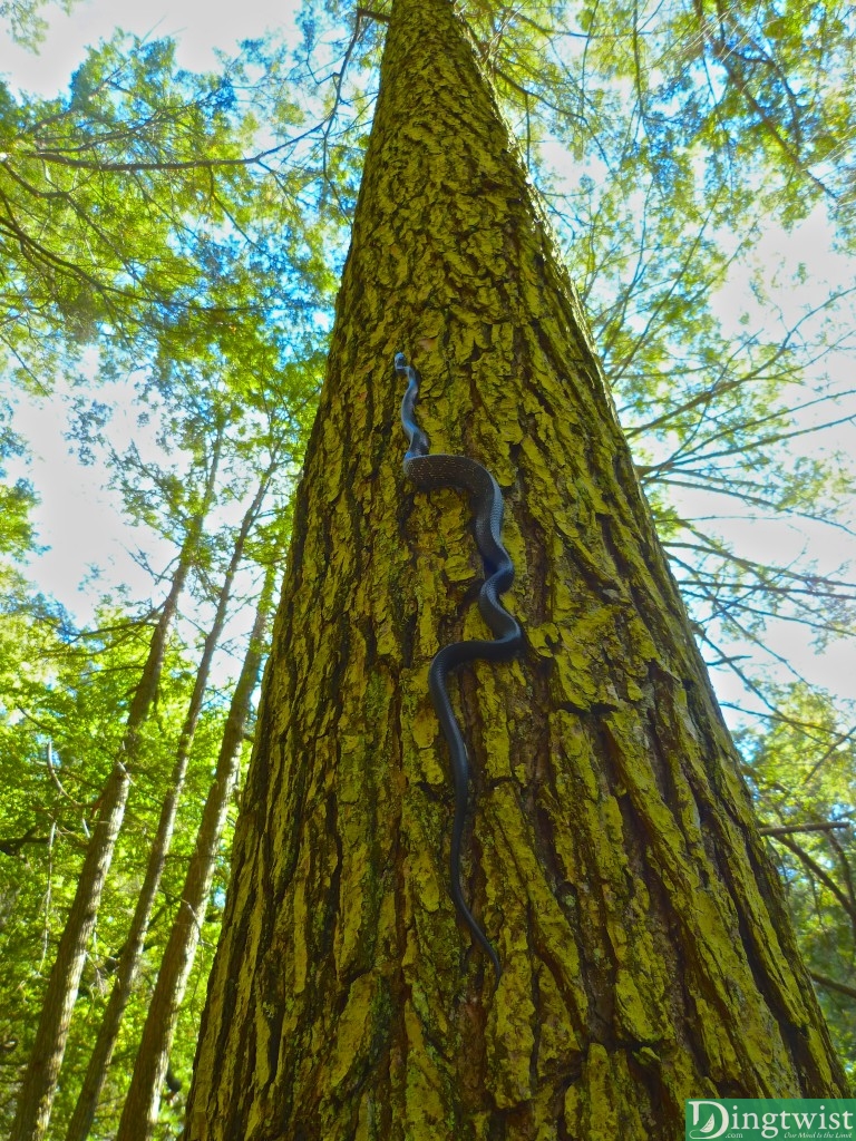 He kept going up the tree, blowing all of our minds with his climbing skills.