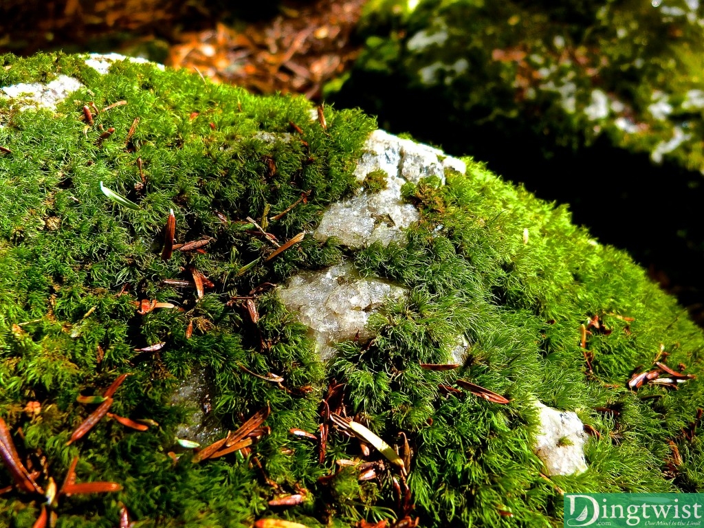A rock with some kind of quartz in it, covered in moss.