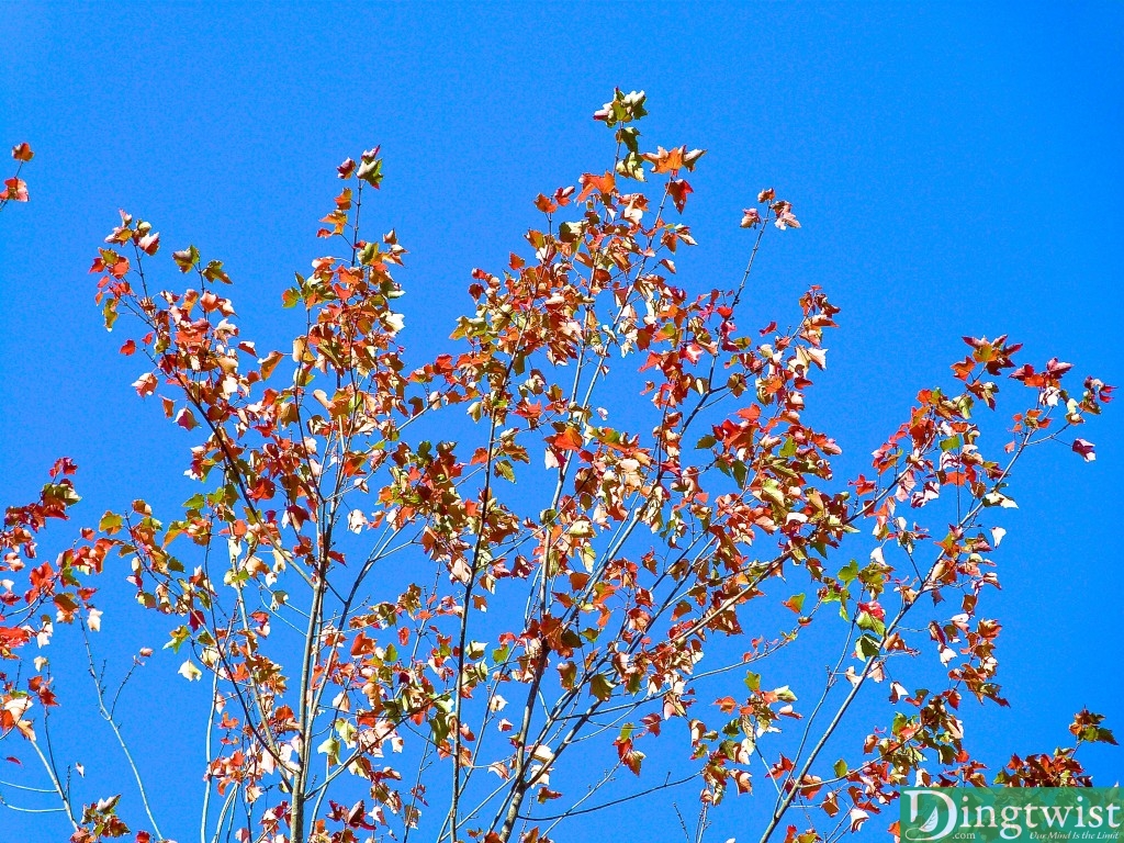 Some of the earliest changing leaves, glowing red and orange against the bright blue sky. Winter is coming.