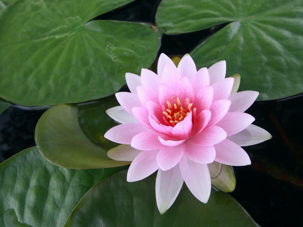 lotus flower