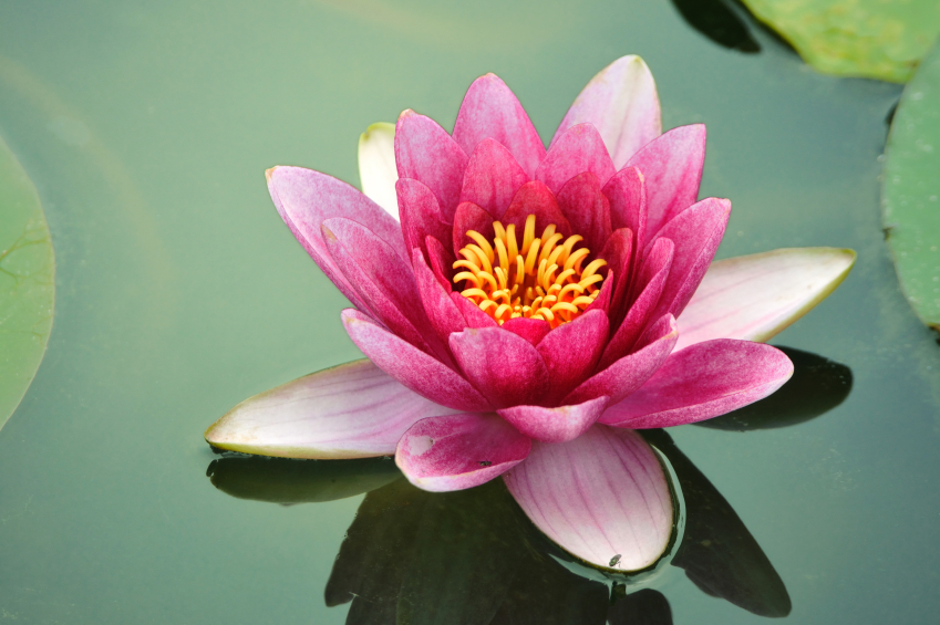 picture of a pink lotus flower