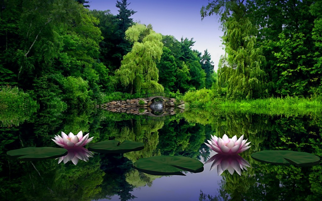 photo of lotus flowers on a pond