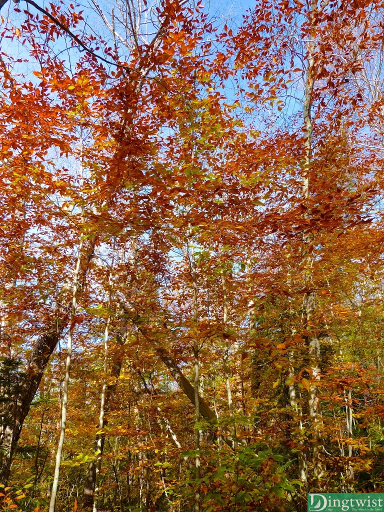 greylock hikers