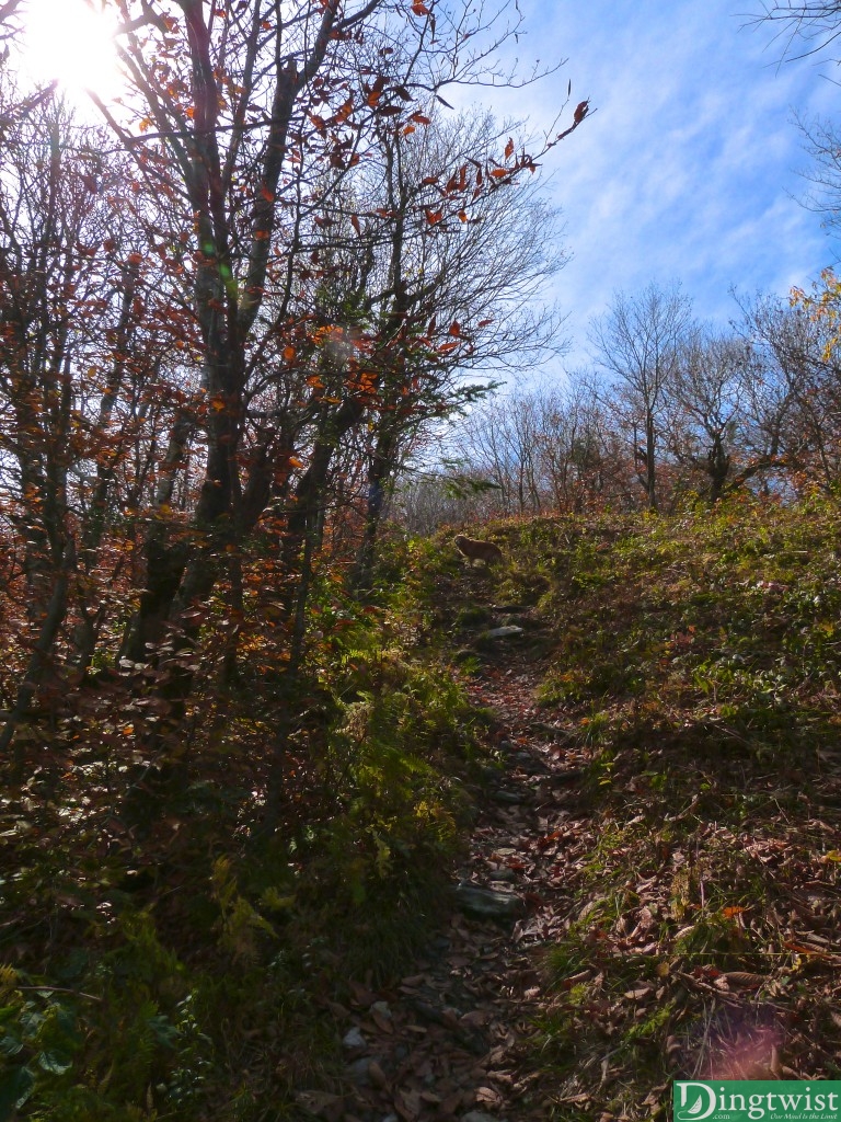 greylock hopper trail