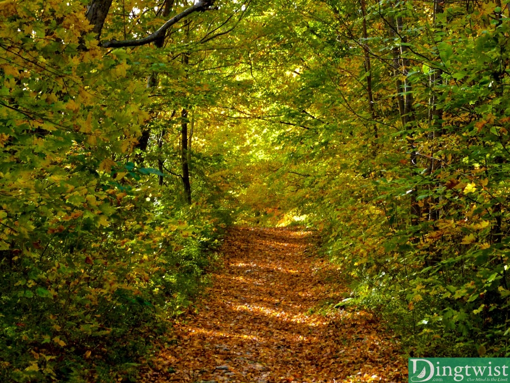 greylock mass hike