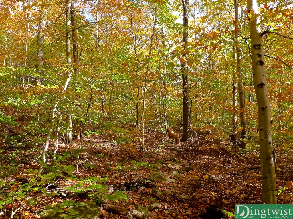 hike mt greylock