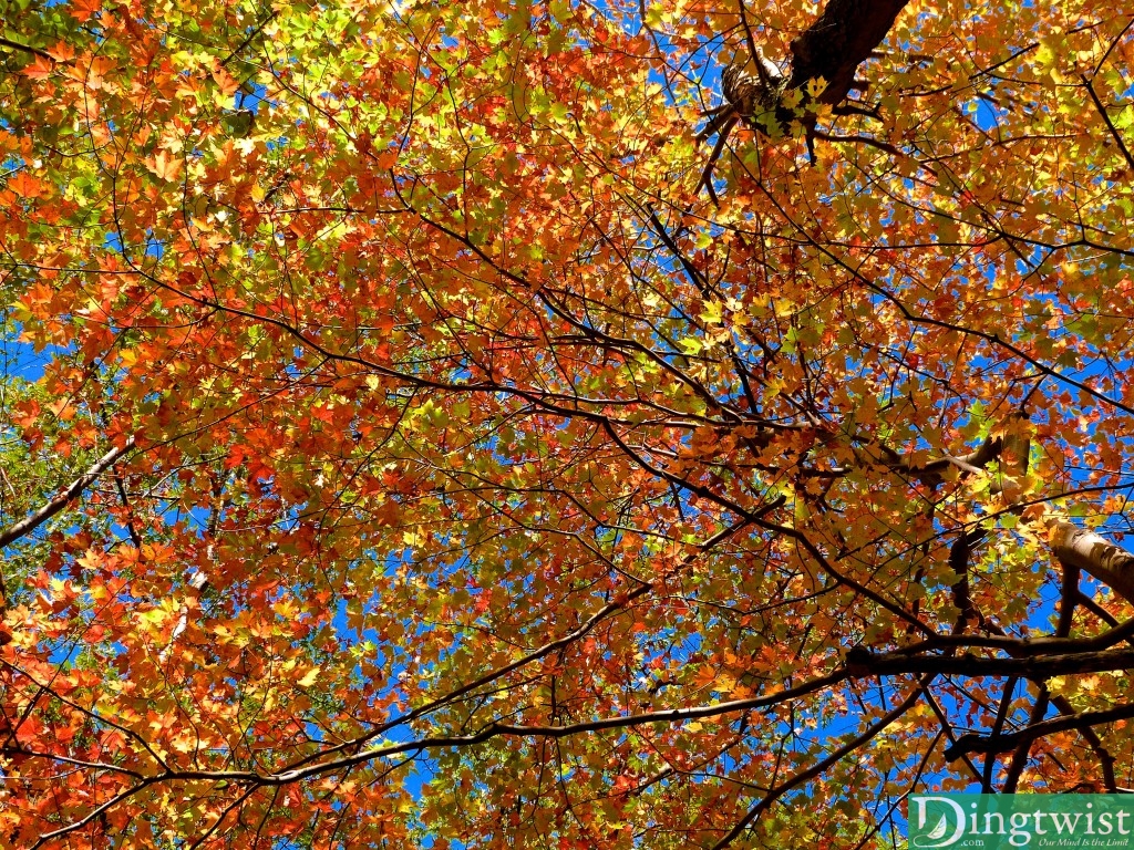 mount greylock foliage