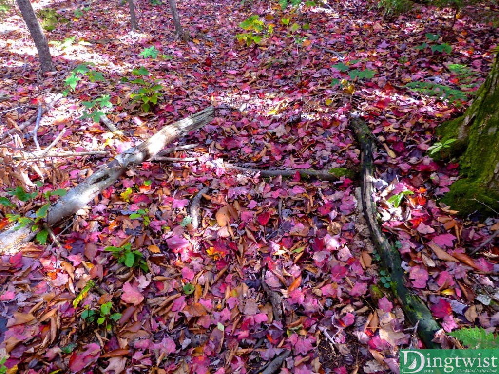 mount greylock hike mass