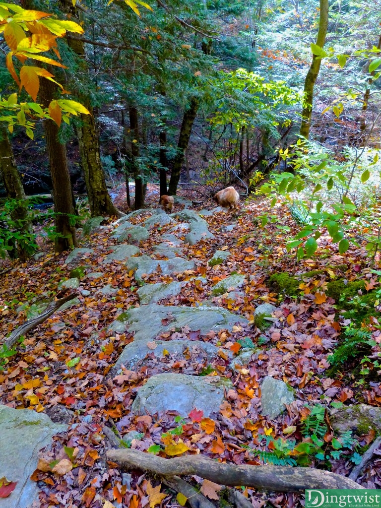 mount greylock hikers