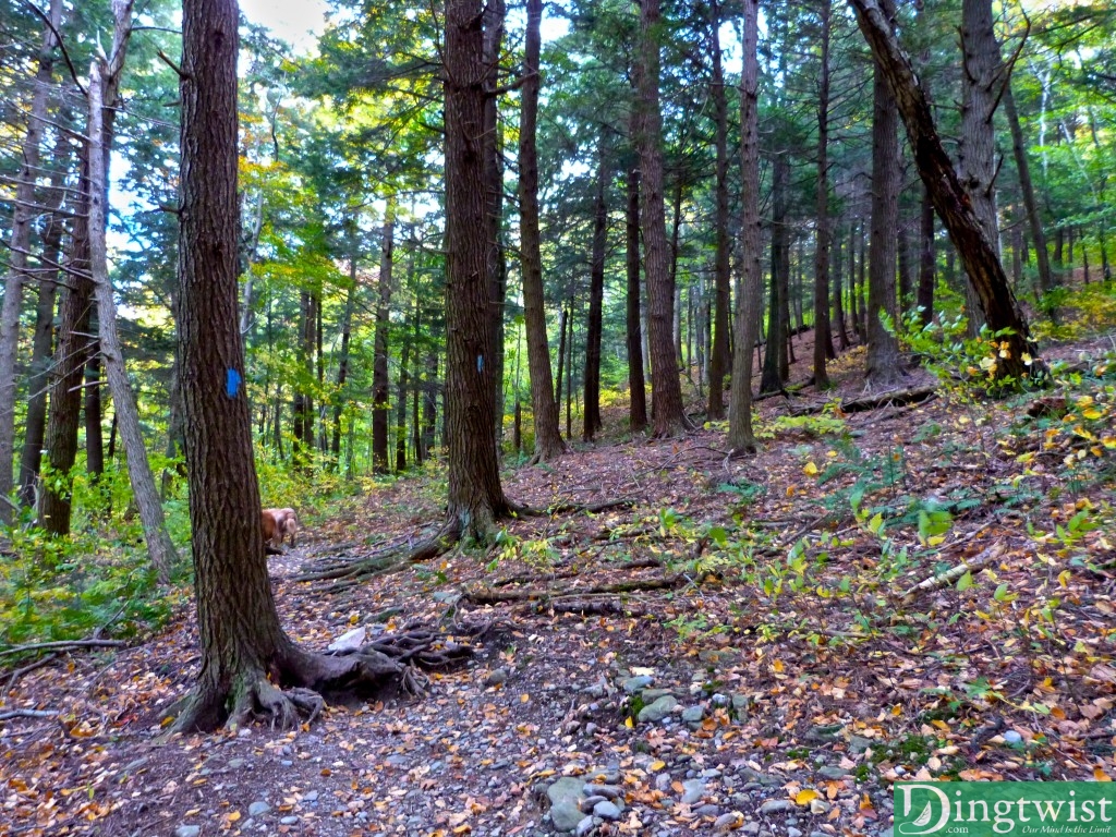 mount greylock hopper