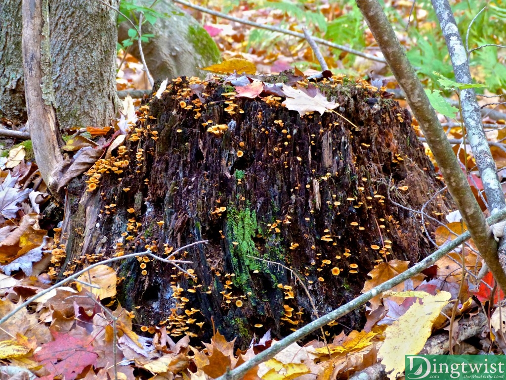 mt greylock foliage