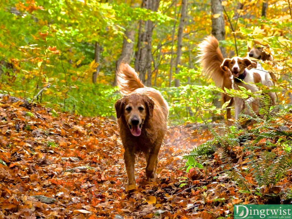 mt greylock hiker