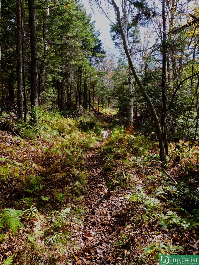 mt greylock hikers