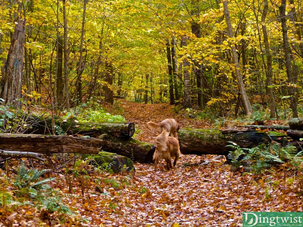 mt greylock loop