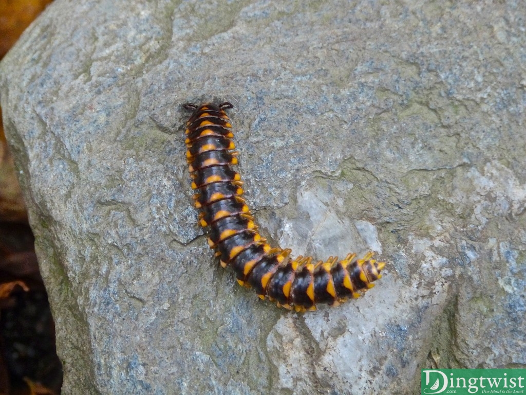 mt greylock moneybrook trail hike