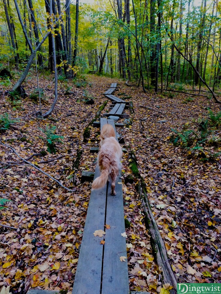 mt greylock summit hike