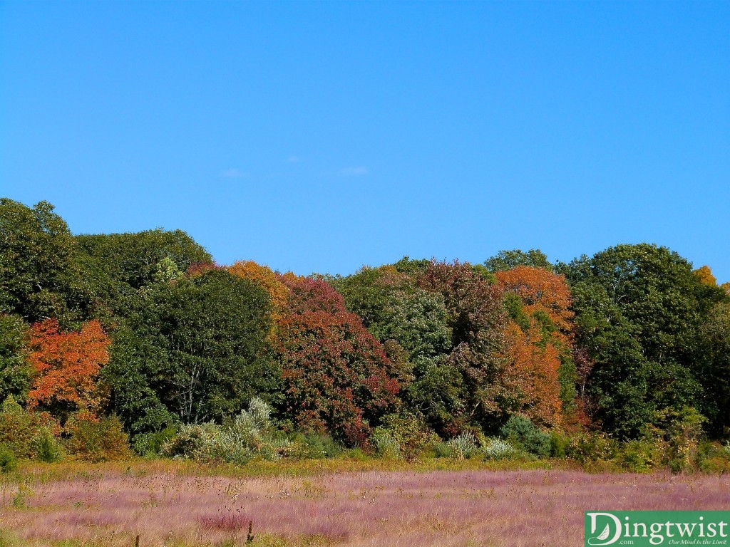 autumn colors