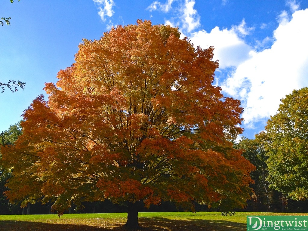 autumn colors