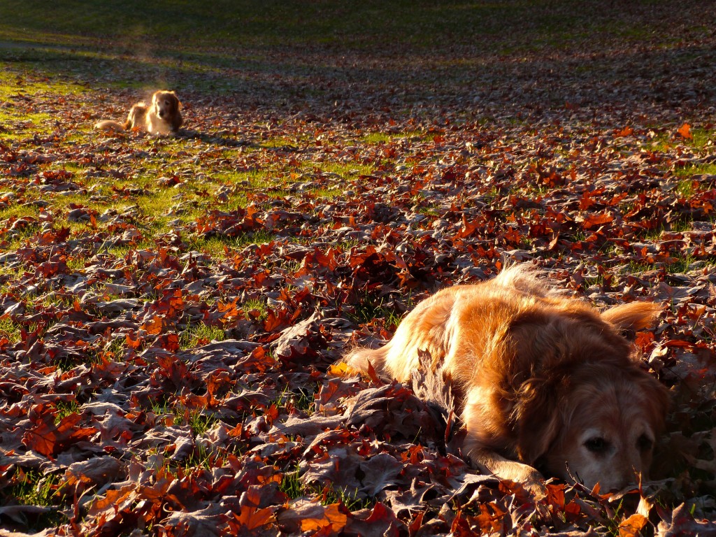 November Morning