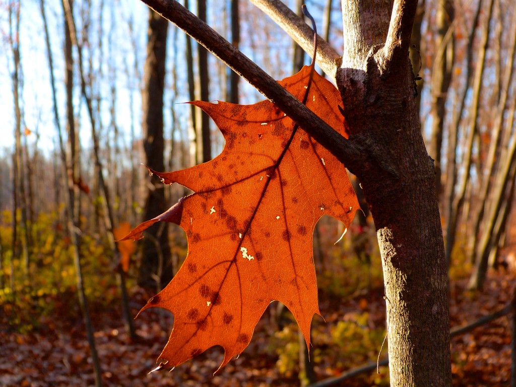 November Morning