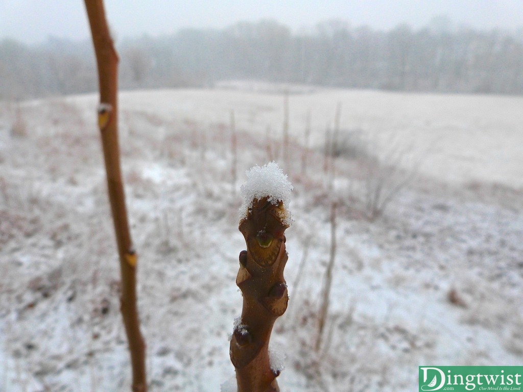 Winter's First Snow